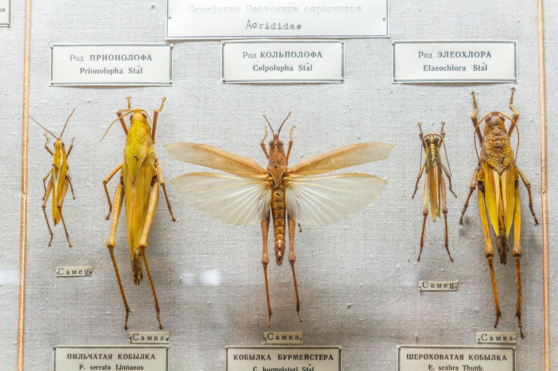 Stal Mielec przegrała w Chorzowie. Porażka w Betclic 1. Lidze