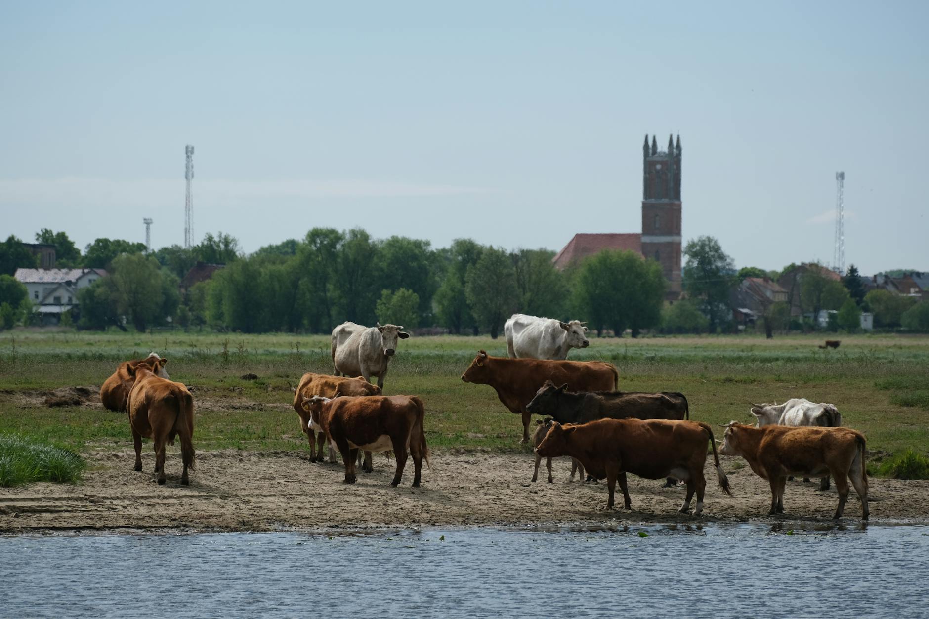Logo Urzędu Miasta Chorzów z hasłem konkursu ofert na realizację zadań z zakresu ekologii i ochrony zwierząt.